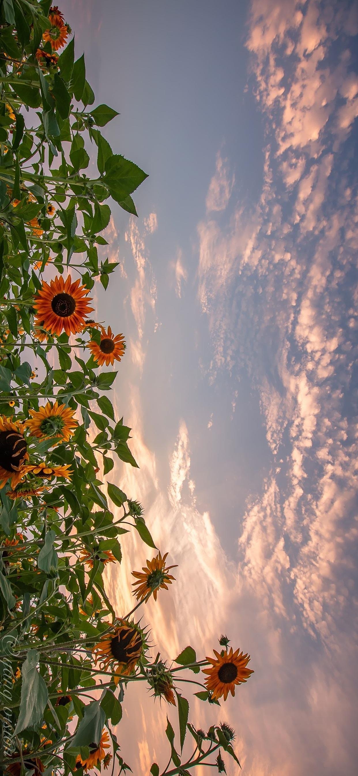 夕阳下的向日葵摄影