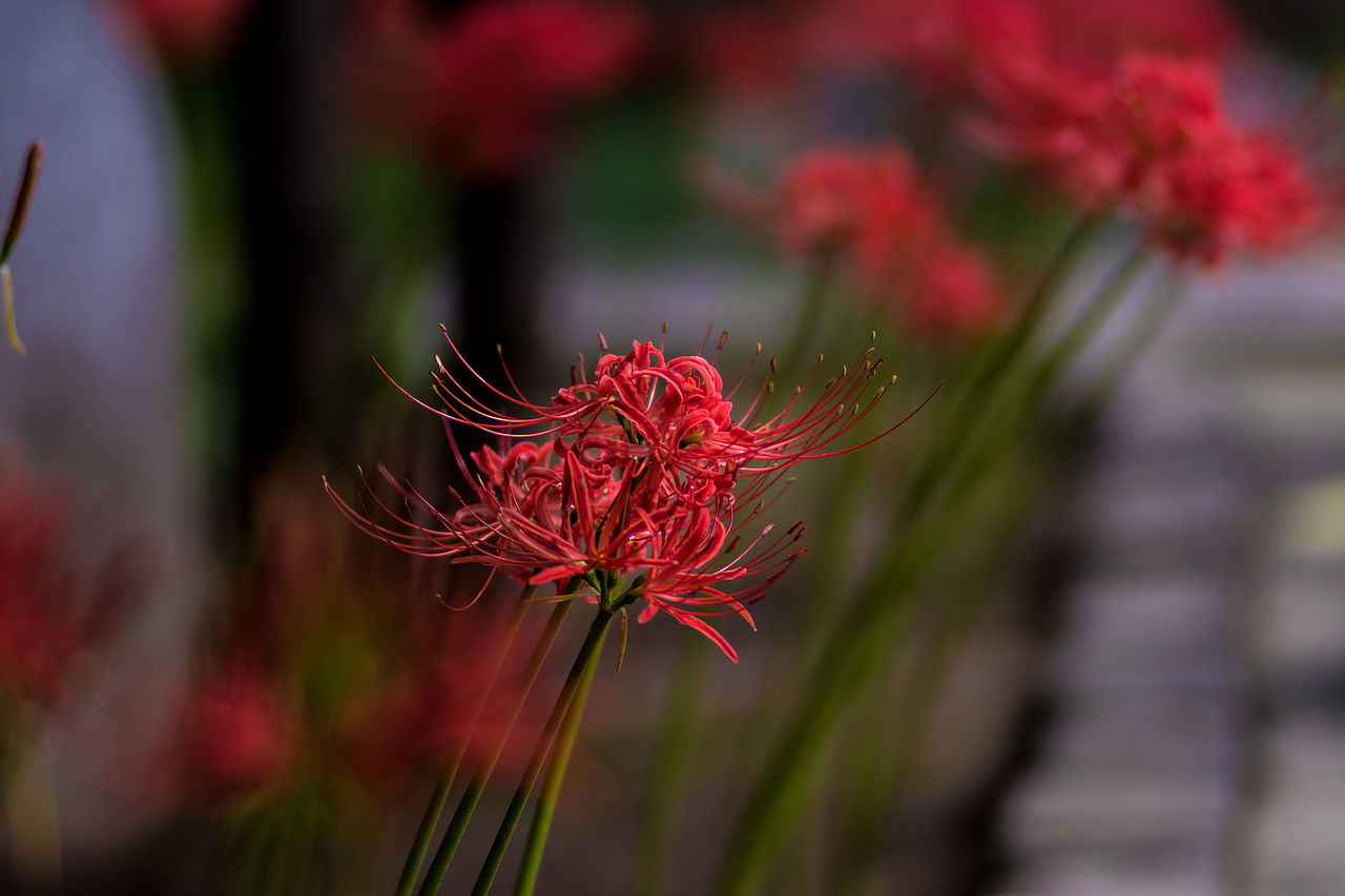 彼岸花
