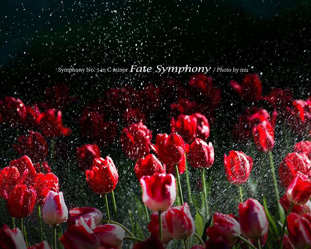 命运交响曲-Symphony No.5 in C minor Fate Symphony