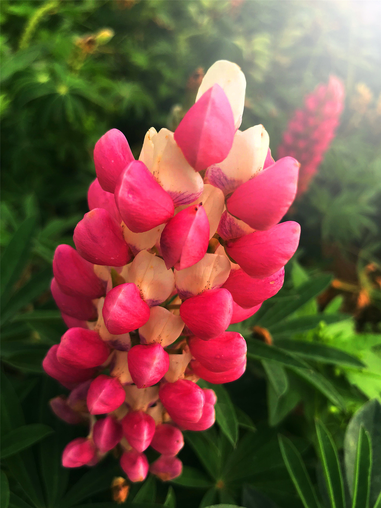 刘勇良手机纪实摄影:鲁冰花