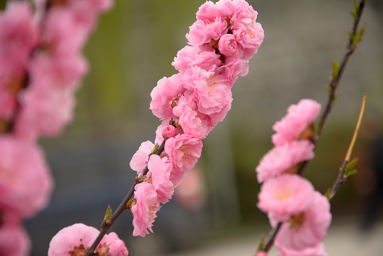 周末的早晨≈春的色彩