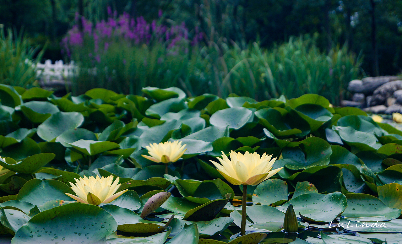 水莲花（图ZMjI5Nzk3MDU2） - 风光摄影 - 站酷设计师脖几LuLinda原创素材 - 站酷ZCOOL
