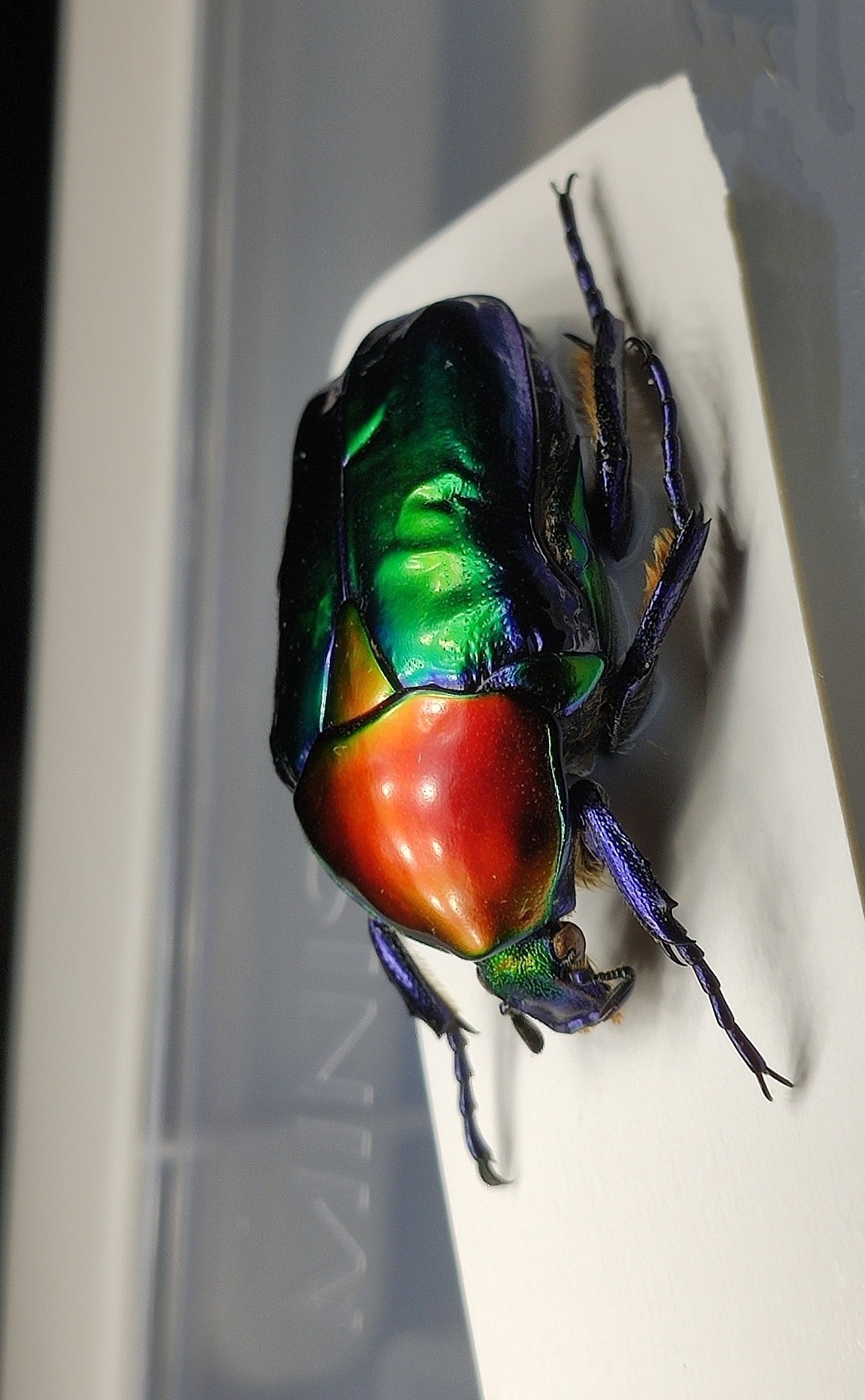 乌干达七彩金龟子