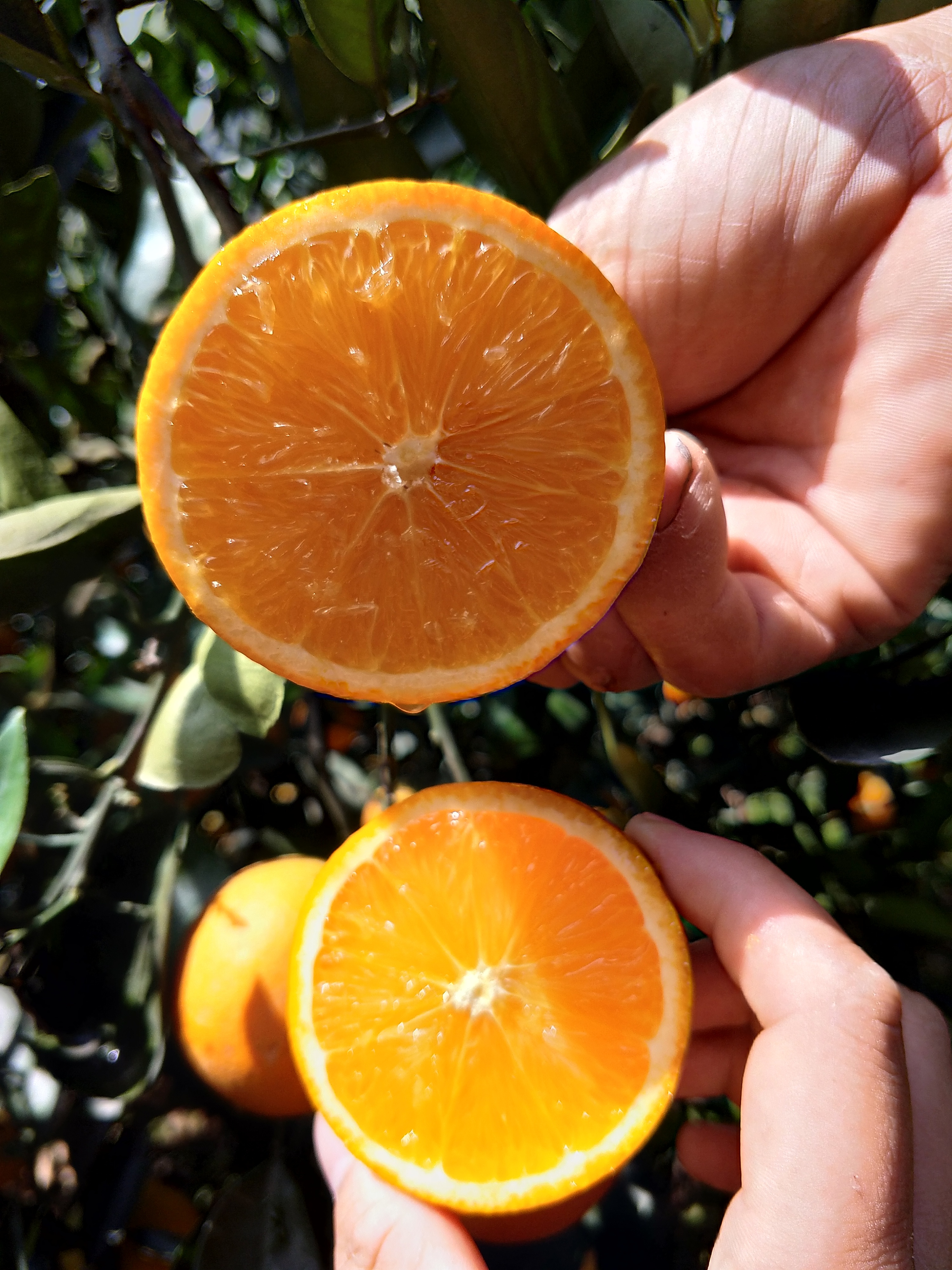 老男人果品 秭归伦晚2