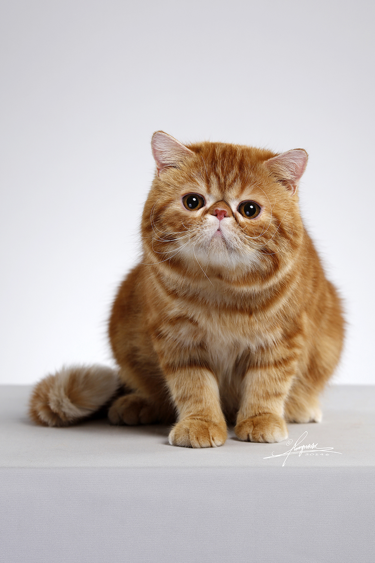 加菲猫_amyworks赛猫摄影-站酷zcool