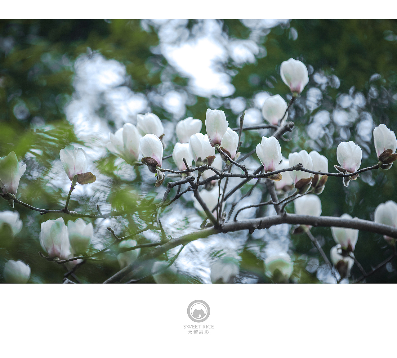 青雨嗅春（图ZNDQwOTUzMDA=） - 风光摄影 - 站酷设计师挂糖原创素材 - 站酷ZCOOL