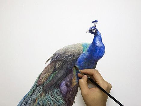 蓝孔雀-纪梵水彩作品