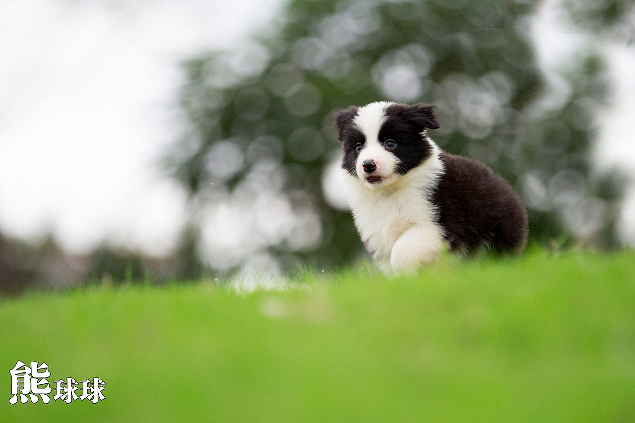 超可爱卖萌的边牧幼犬们！简直萌出血！（图ZMzgzNjM2MDg=） - 宠物摄影 - 站酷设计师熊球球原创素材 - 站酷ZCOOL