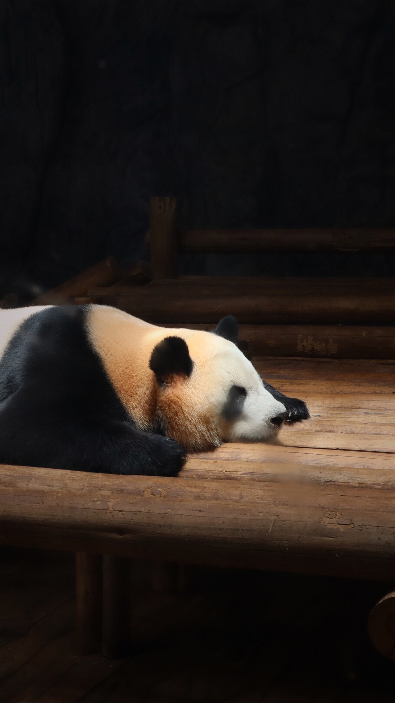 动物园里的他们