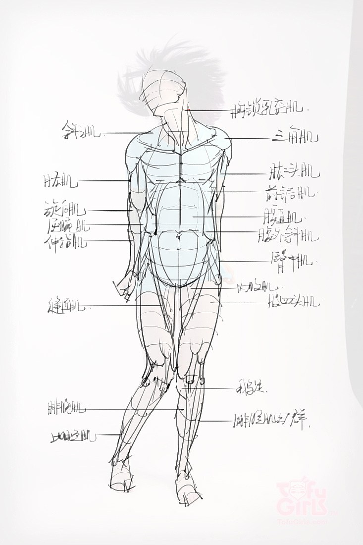 「素材」分享一波绘画专用人体解剖素材 part 09 |动漫|其他动漫|漫联