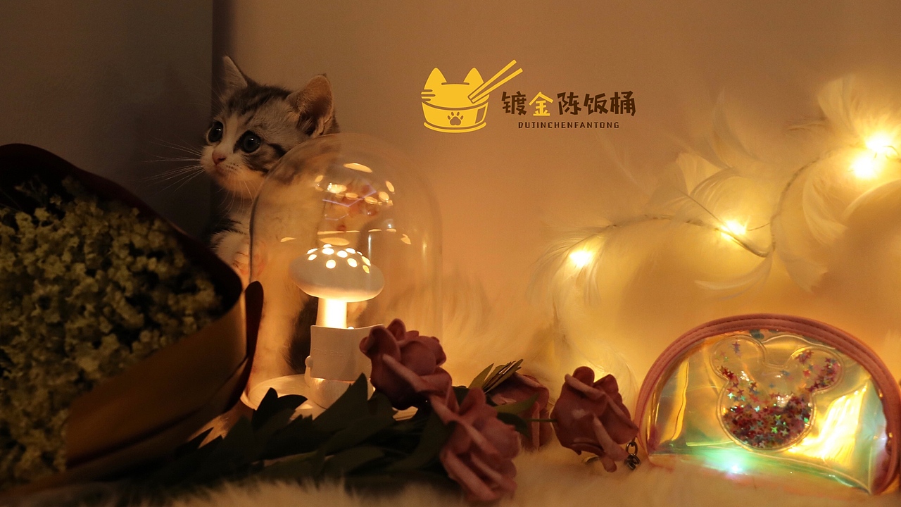 萌掉糖的妹妹（图ZMTY2MTE2MDE2） - 宠物摄影 - 站酷设计师镀金陈饭桶的猫原创素材 - 站酷ZCOOL