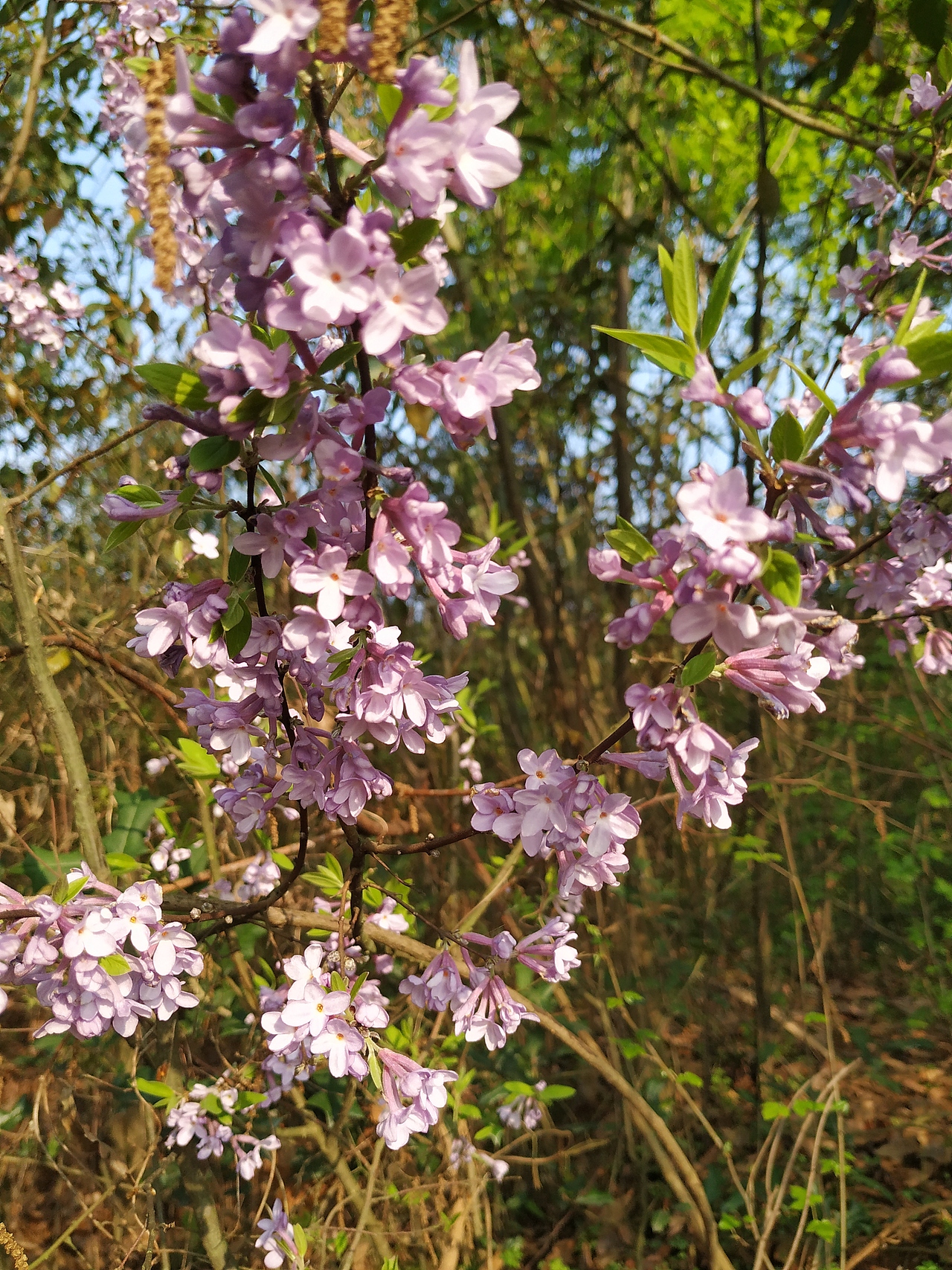 花花花🌸（图ZMjQ3NTk3MDg0） - 风光摄影 - 站酷设计师棋点原创素材 - 站酷ZCOOL