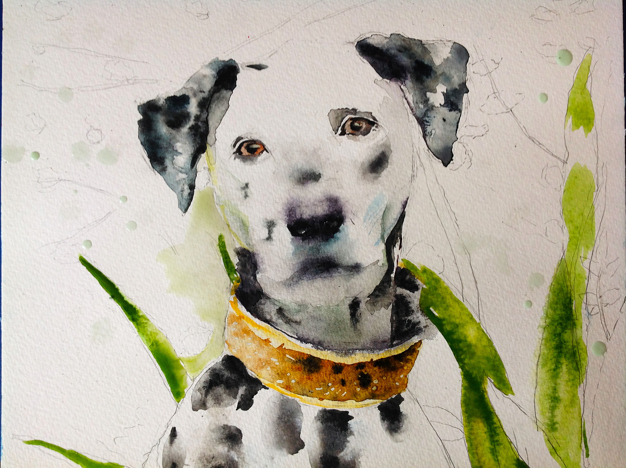 水彩画斑点狗