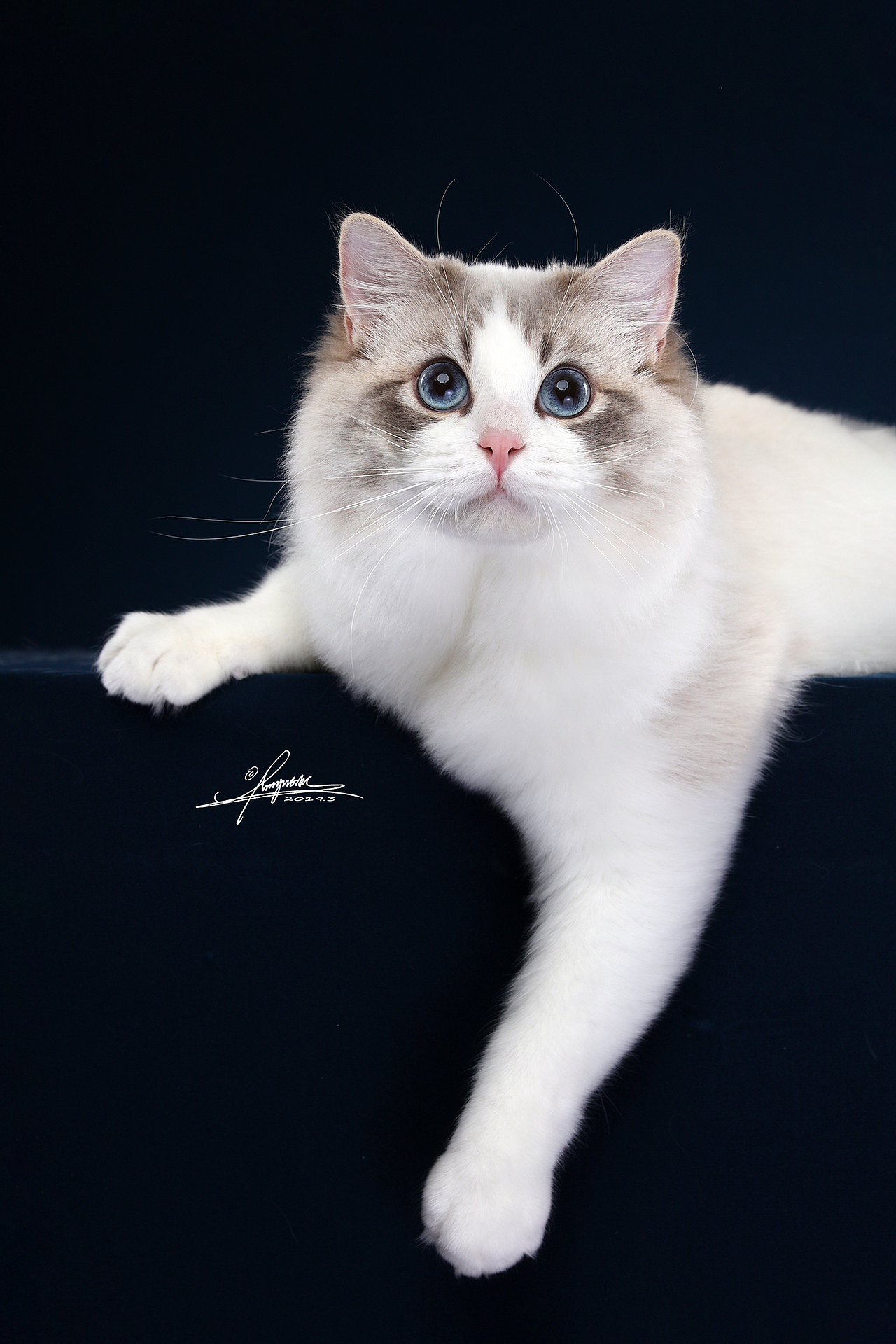 布偶猫amyworks拍摄于北京