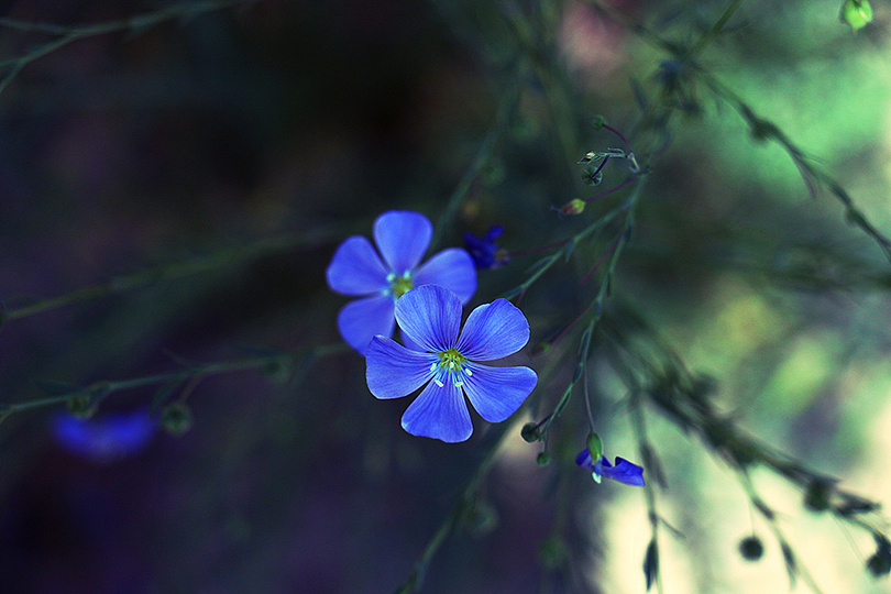 对格桑花有一种很特别的情感,或许它代表了心灵那片纯净的地方 请你