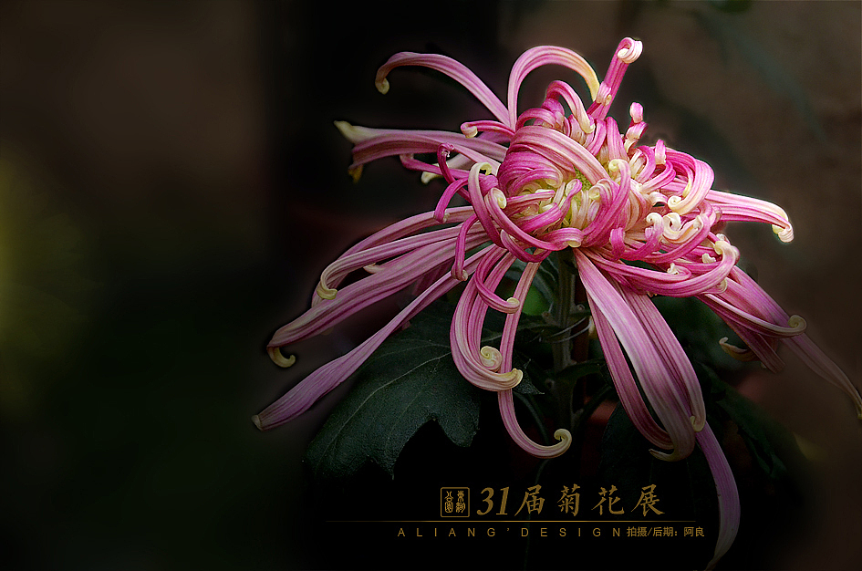 31届菊花展（图ZMjIwODMzODA=） - 风光摄影 - 站酷设计师阿良品牌设计原创素材 - 站酷ZCOOL