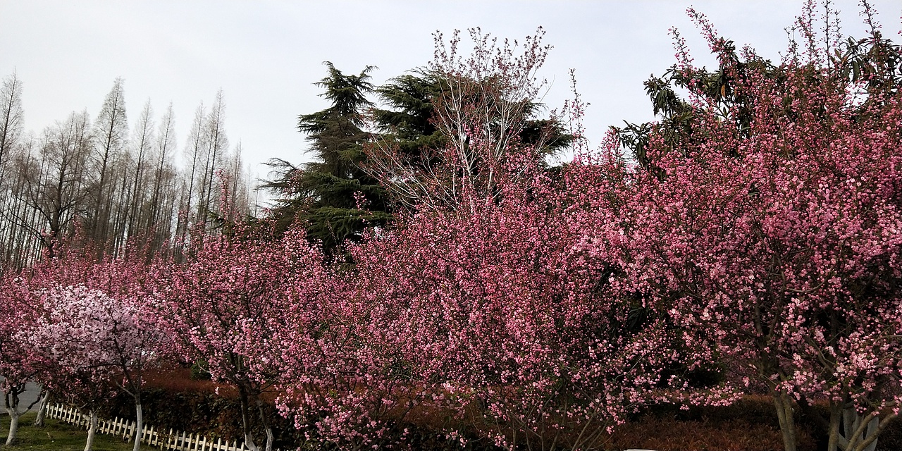 垂丝海棠（图ZMjAyNDE3MTk2） - 风光摄影 - 站酷设计师云行雨施原创素材 - 站酷ZCOOL