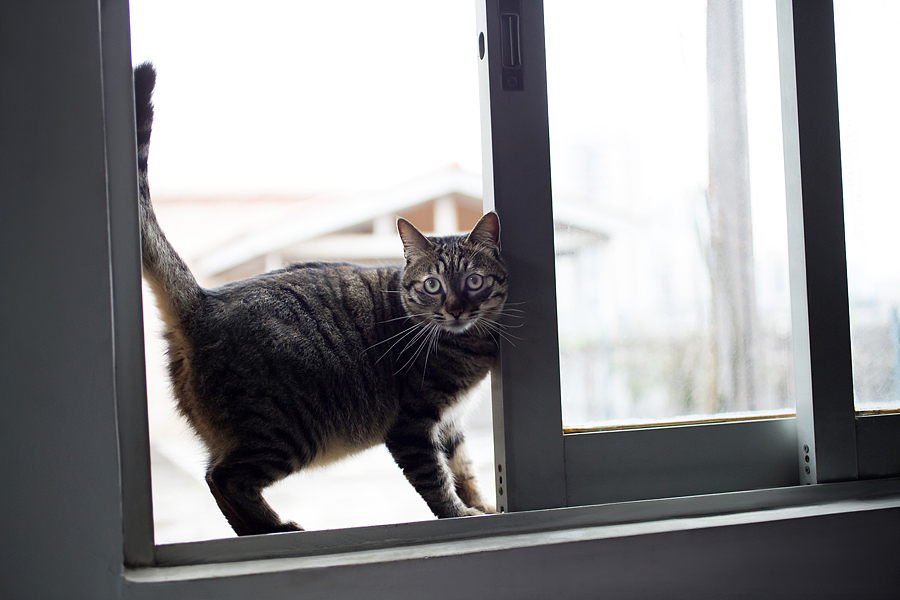 窗口、书架，茶几台都是好地方！