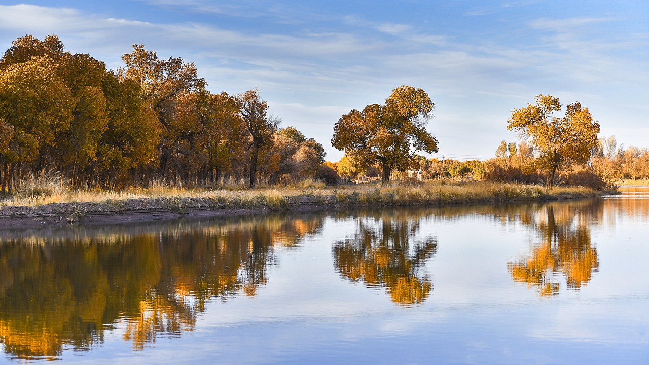 十月的额济纳胡杨