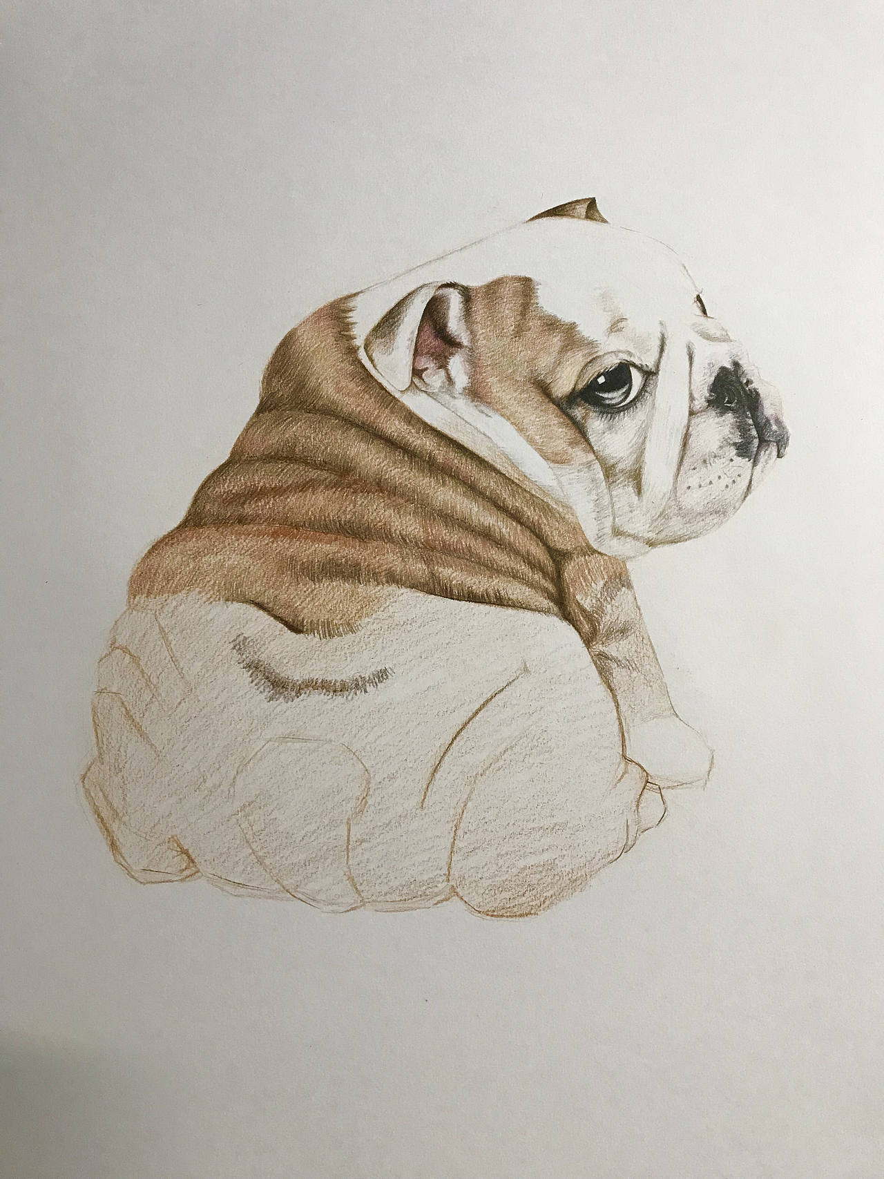 彩铅萌宠系列作品-狗