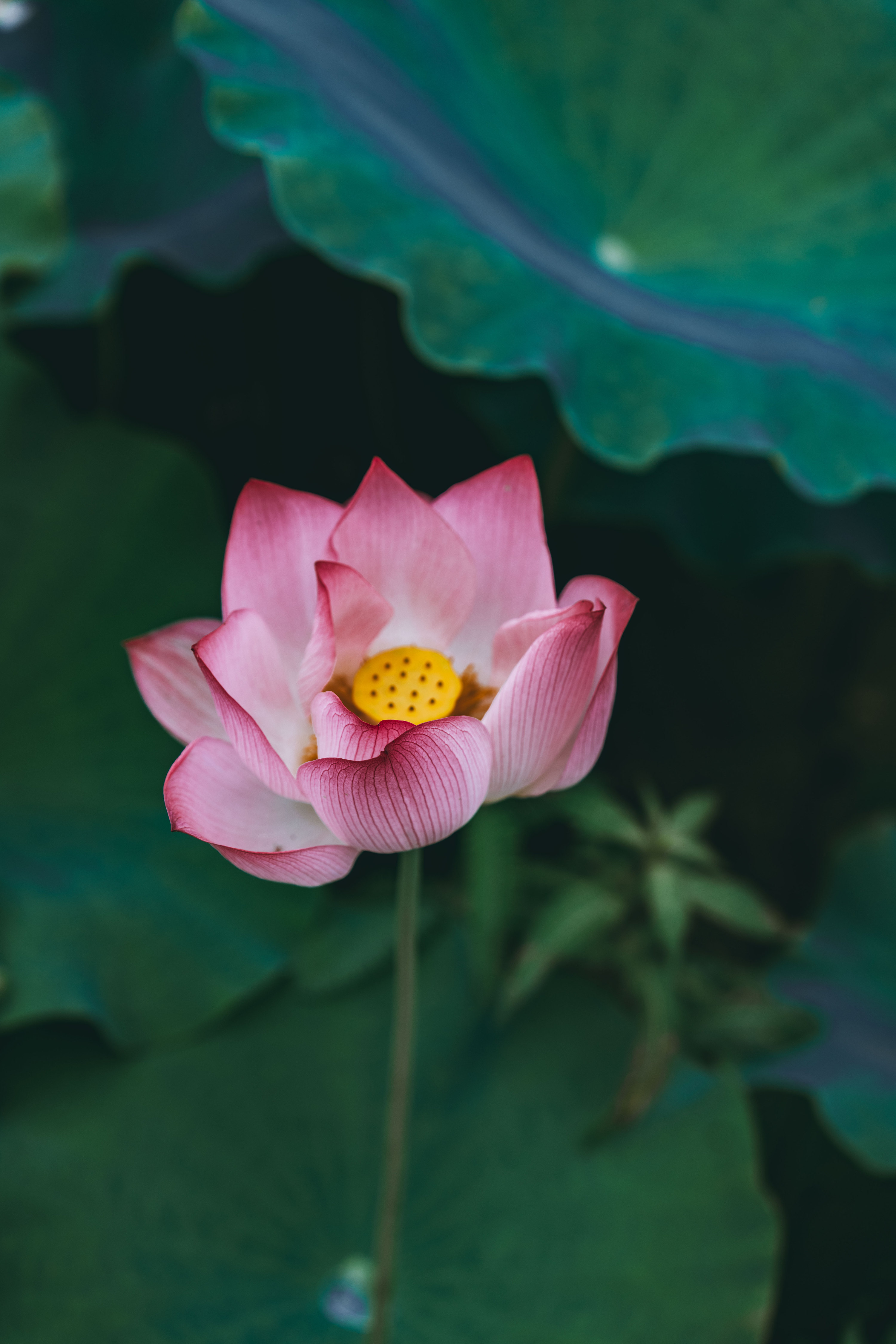 莲 出淤泥而不染