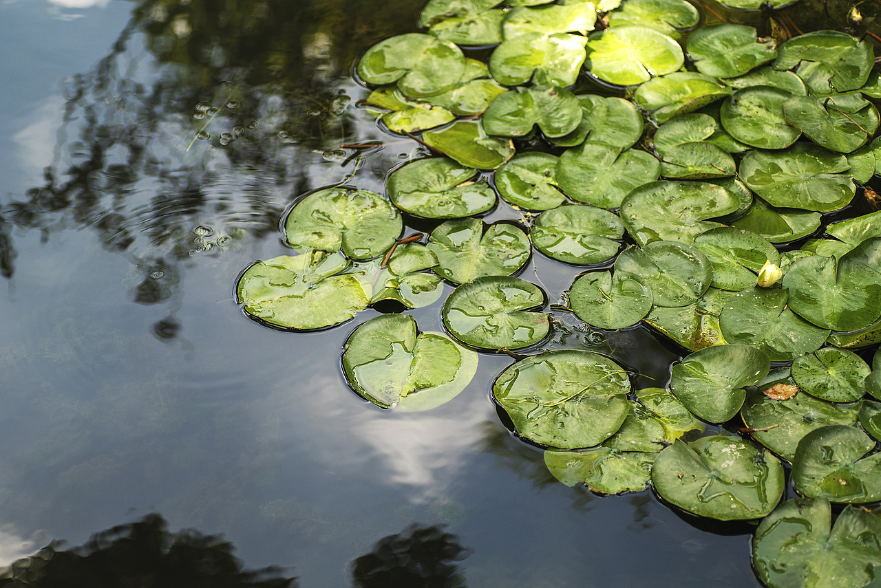 游狮子林记（图ZMTgwNzg0NDc2） - 风光摄影 - 站酷设计师ROCKYVISION18原创素材 - 站酷ZCOOL