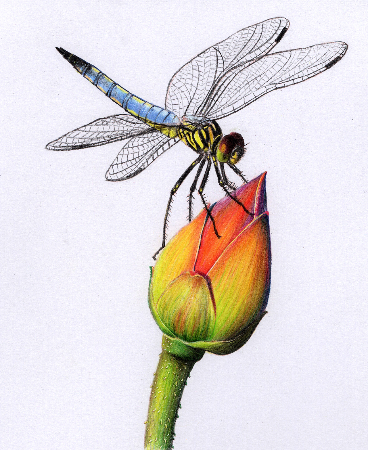 彩铅昆虫(内附过程图)