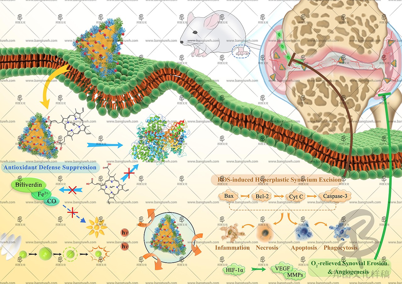 学术作图SCI文章配图杂志封面设计医学信号通路邦图TOC