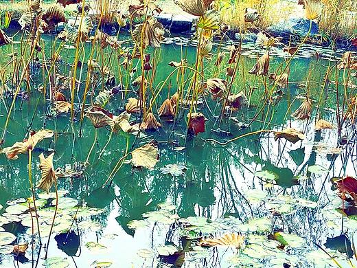 残荷（个人主页-ZNjgyMjgxNDQ=） - 风光摄影 - 站酷设计师落笔画清风原创素材 - 站酷ZCOOL