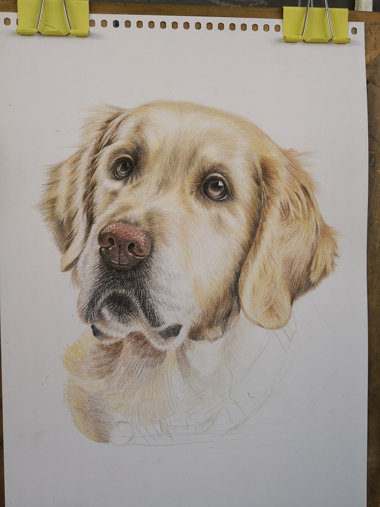 临摹狗子|纯艺术|绘画|qdyt_临摹作品-站酷zcool