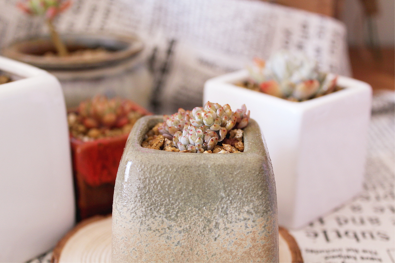 记录，一些家养的多肉（图ZNzMxNDkxNDQ=） - 其他摄影 - 站酷设计师旧怨难书原创素材 - 站酷ZCOOL