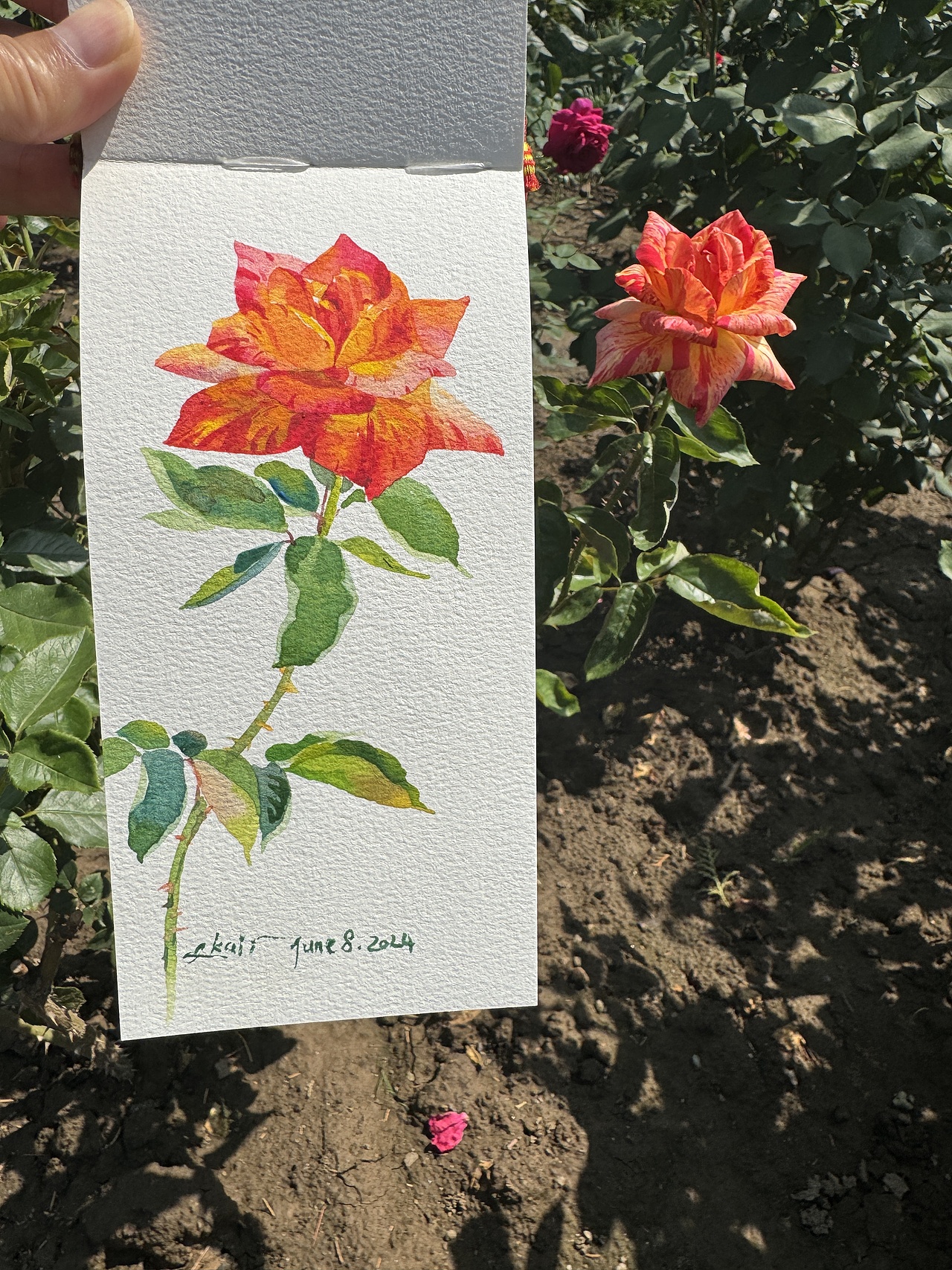 2024天坛月季园写生合集（2）（图ZMzgzNTEzOTA0） - 绘画 - 站酷设计师x_kaii原创素材 - 站酷ZCOOL