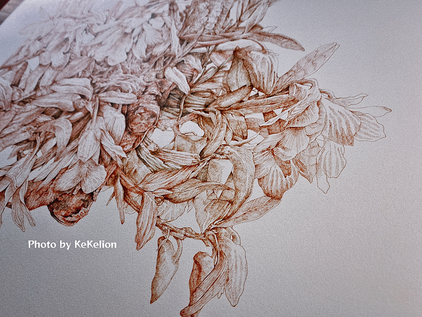 蘸水笔针管笔｜喉红石斛兰（图ZMzI4ODU4MTQw） - 艺术插画 - 站酷设计师CatCastleDZ原创素材 - 站酷ZCOOL