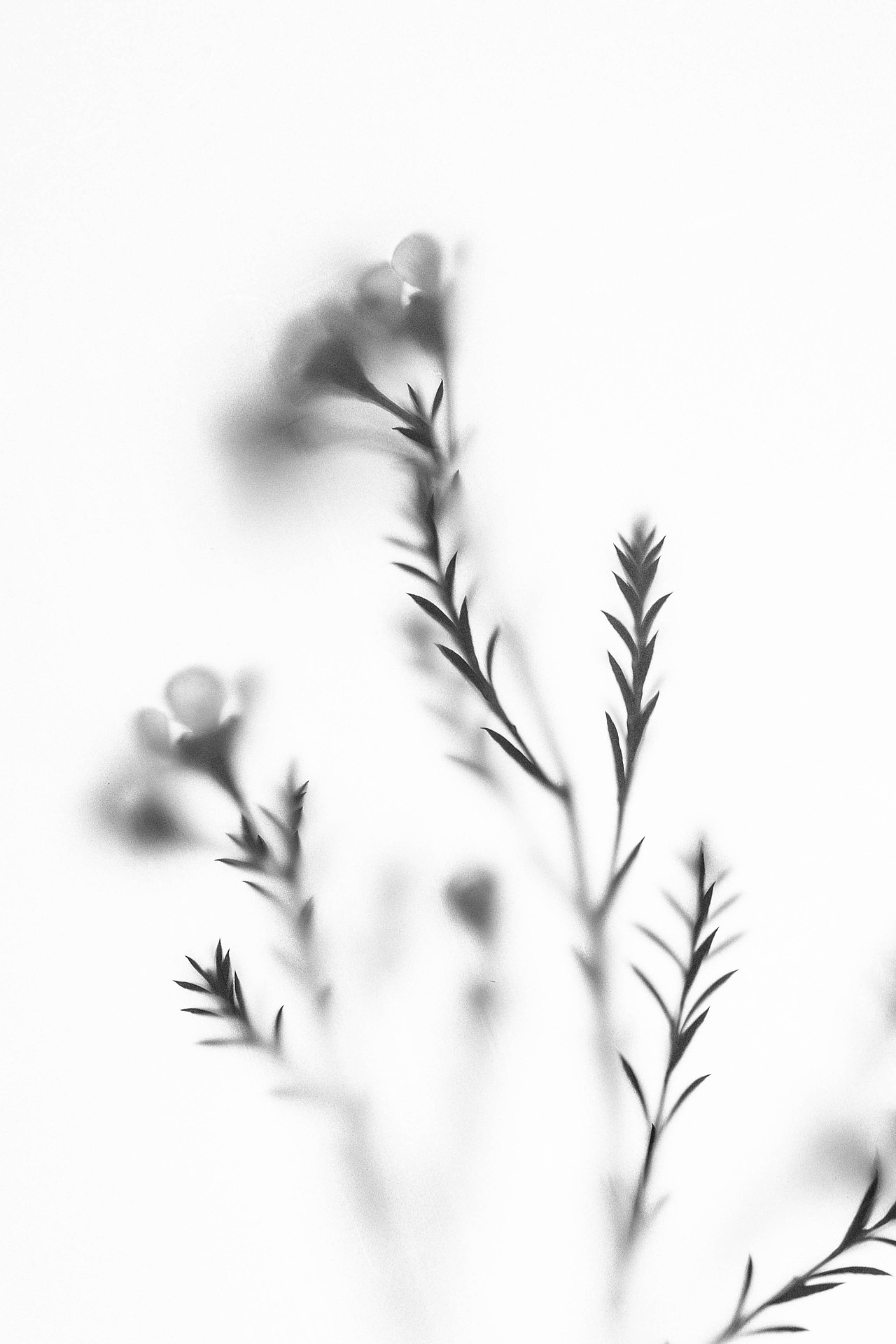 花卉-黑白（图ZMTcxMTIzMDE2） - 产品摄影 - 站酷设计师1874HAHA原创素材 - 站酷ZCOOL