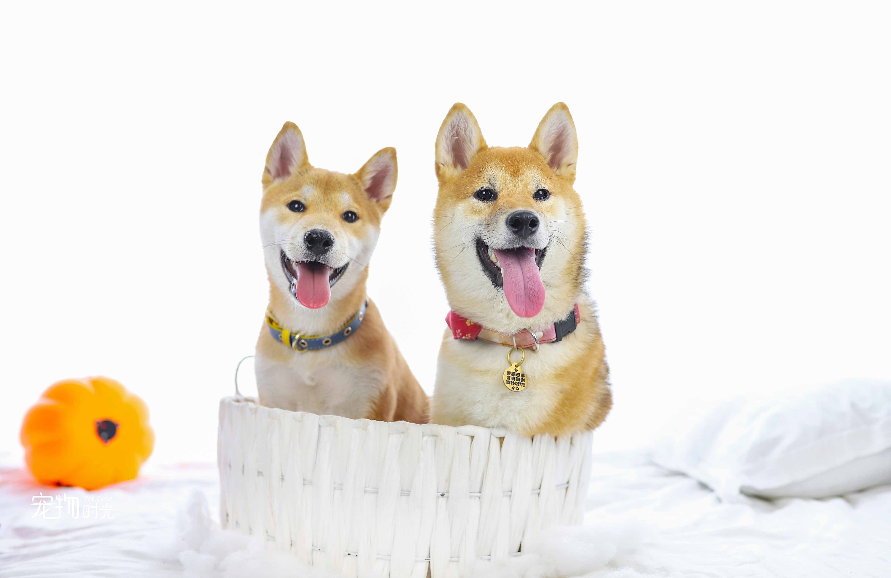 养狗是唯一一种金钱能买到的爱