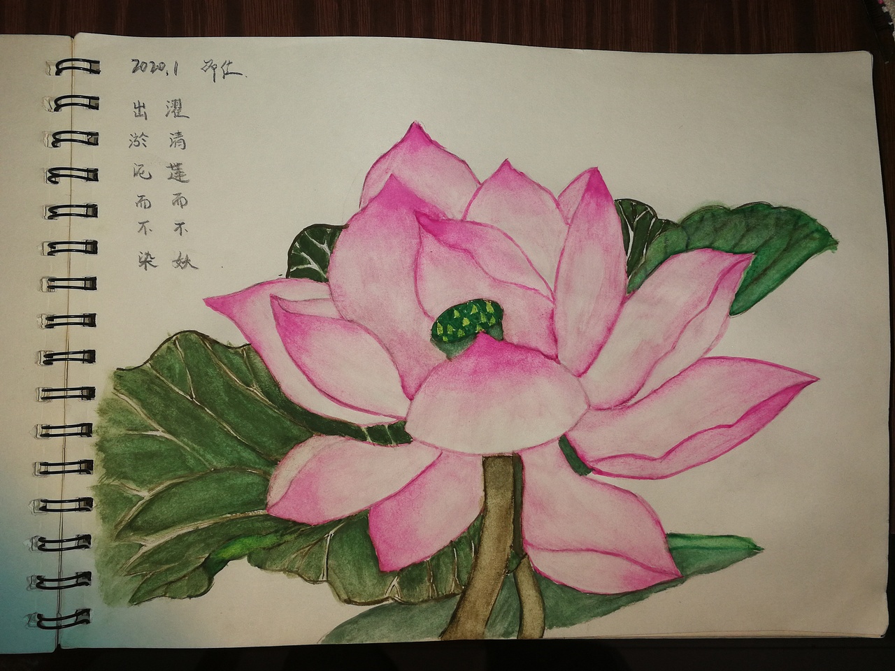 【原创】工笔画、荷花（图ZMTk0NDgzNzky） - 创作习作 - 站酷设计师远方邵年原创素材 - 站酷ZCOOL