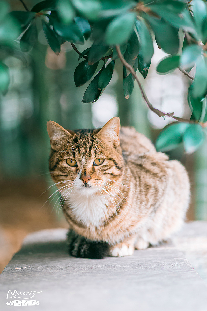 【喵呜画报】第三十一期（图ZNTU3NjA5NDQ=） - 宠物摄影 - 站酷设计师喵呜不停原创素材 - 站酷ZCOOL