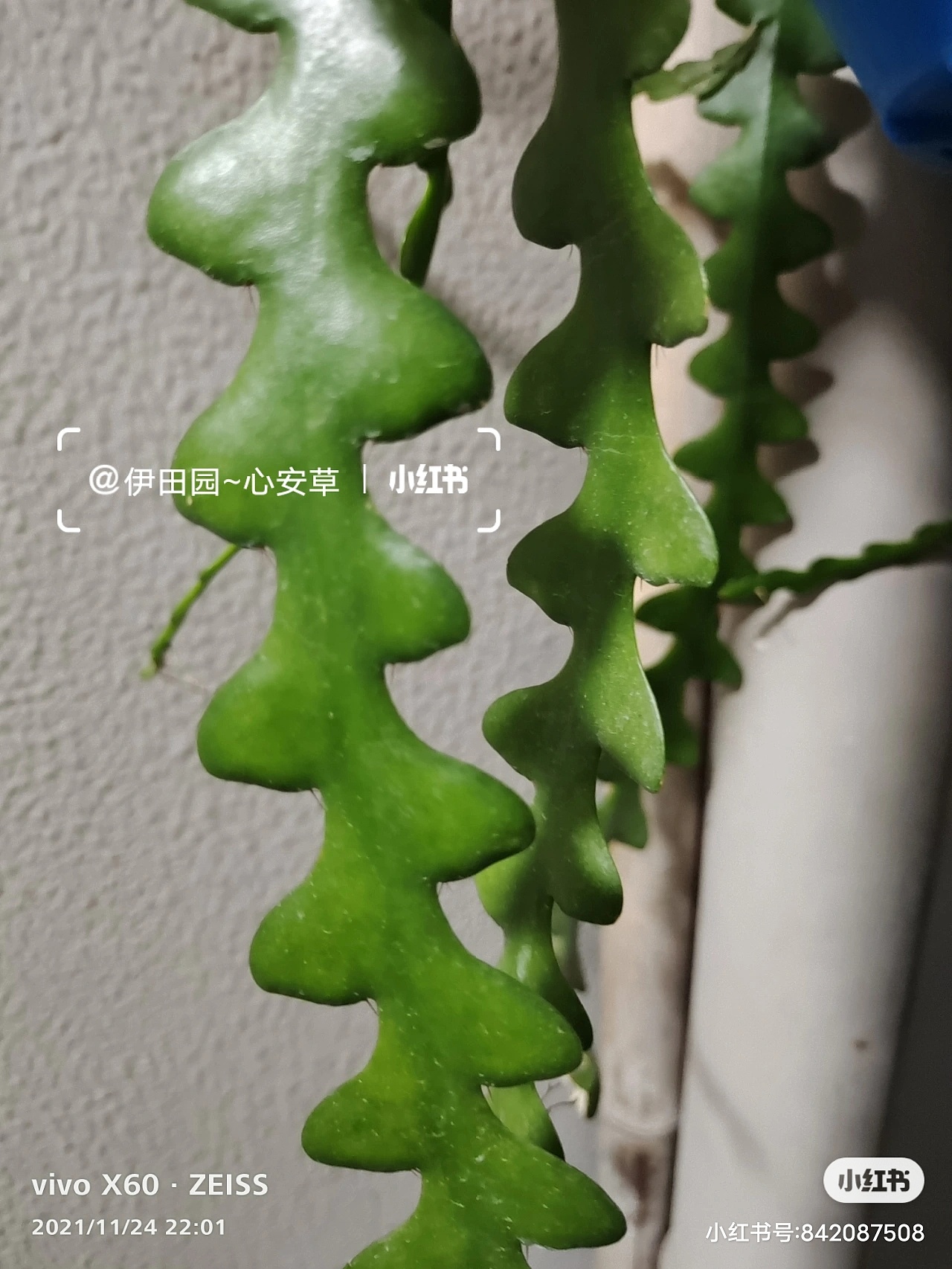 鱼骨昙花|摄影|时尚/艺术摄影|z937109261 - 原创作品 - 站酷 (zcool)