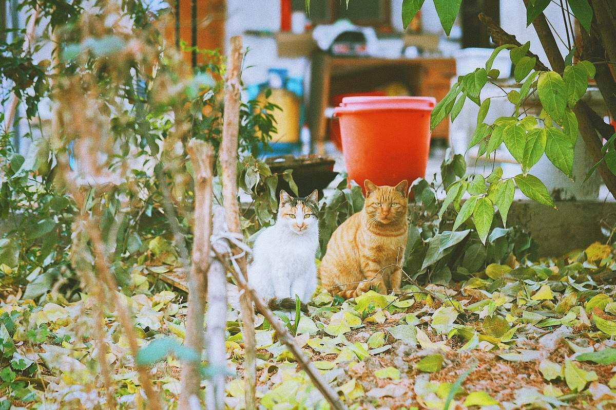 三花出轨记（图ZMTAxMjcxODcy） - 宠物摄影 - 站酷设计师撸猫者原创素材 - 站酷ZCOOL