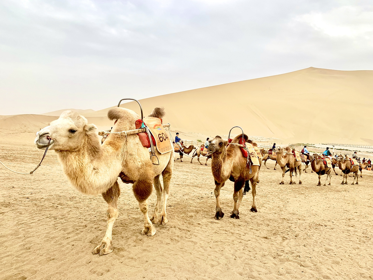 十三陵神路的老照片，太珍贵了！|骆驼|石马|神路_新浪新闻