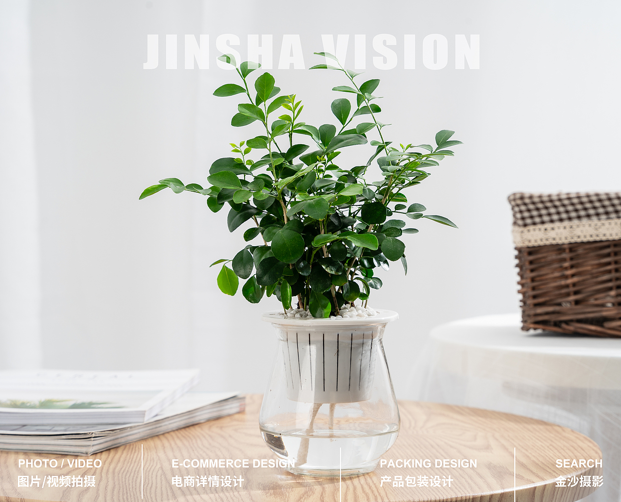绿植/小盆栽/桌面植物/九里香/水培植物