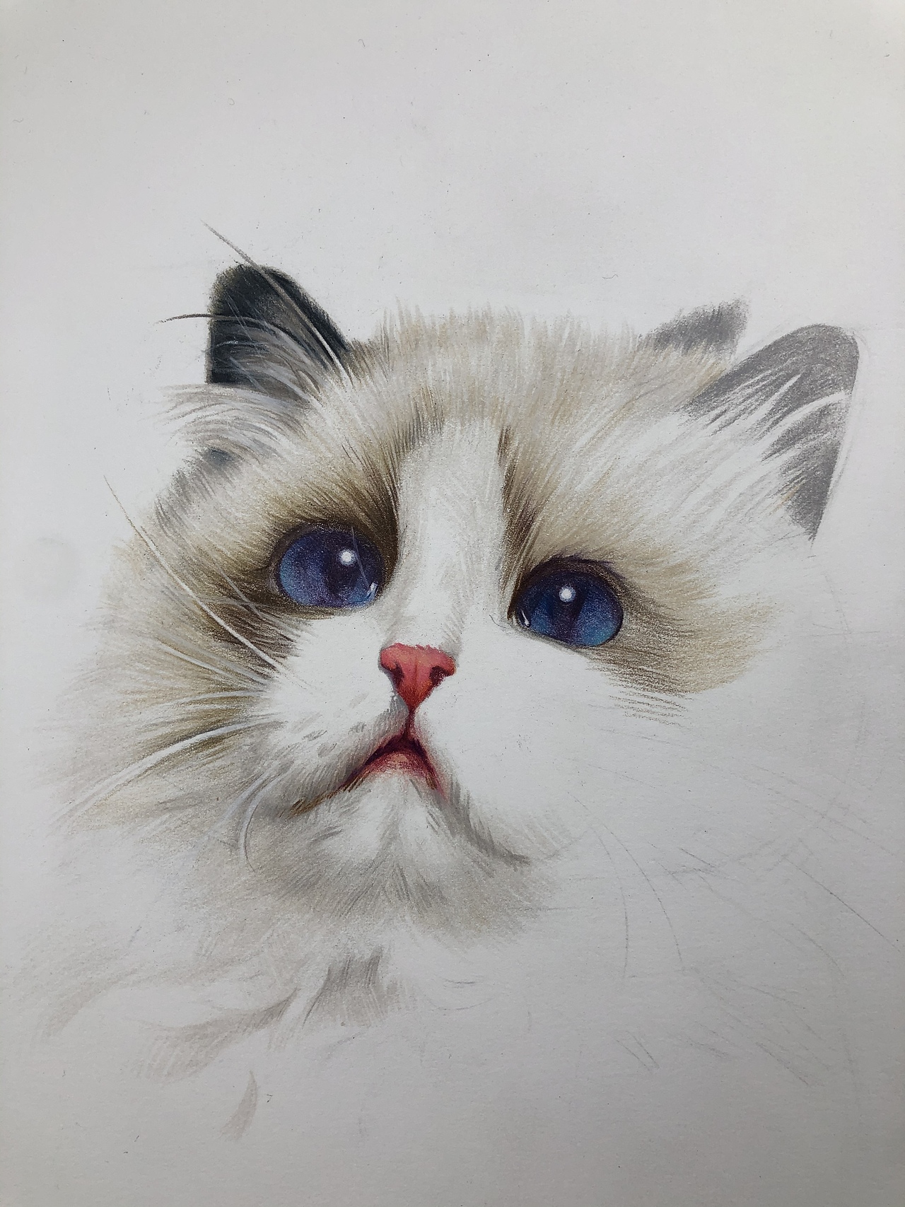 彩铅布偶猫(带步骤)