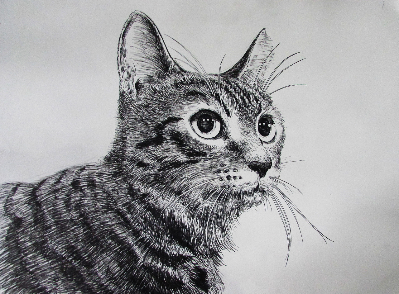 碳素笔画猫图片