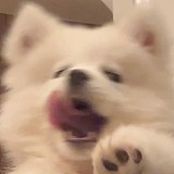 桃兔酥的头像