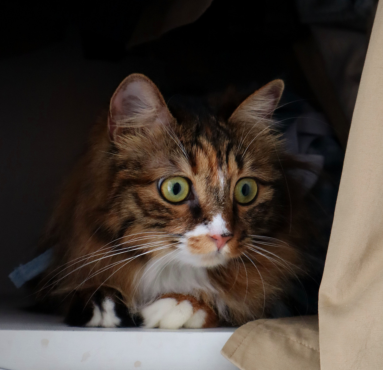 一屋 ✿ 两人 ✿ 三猫 ✿ 四季