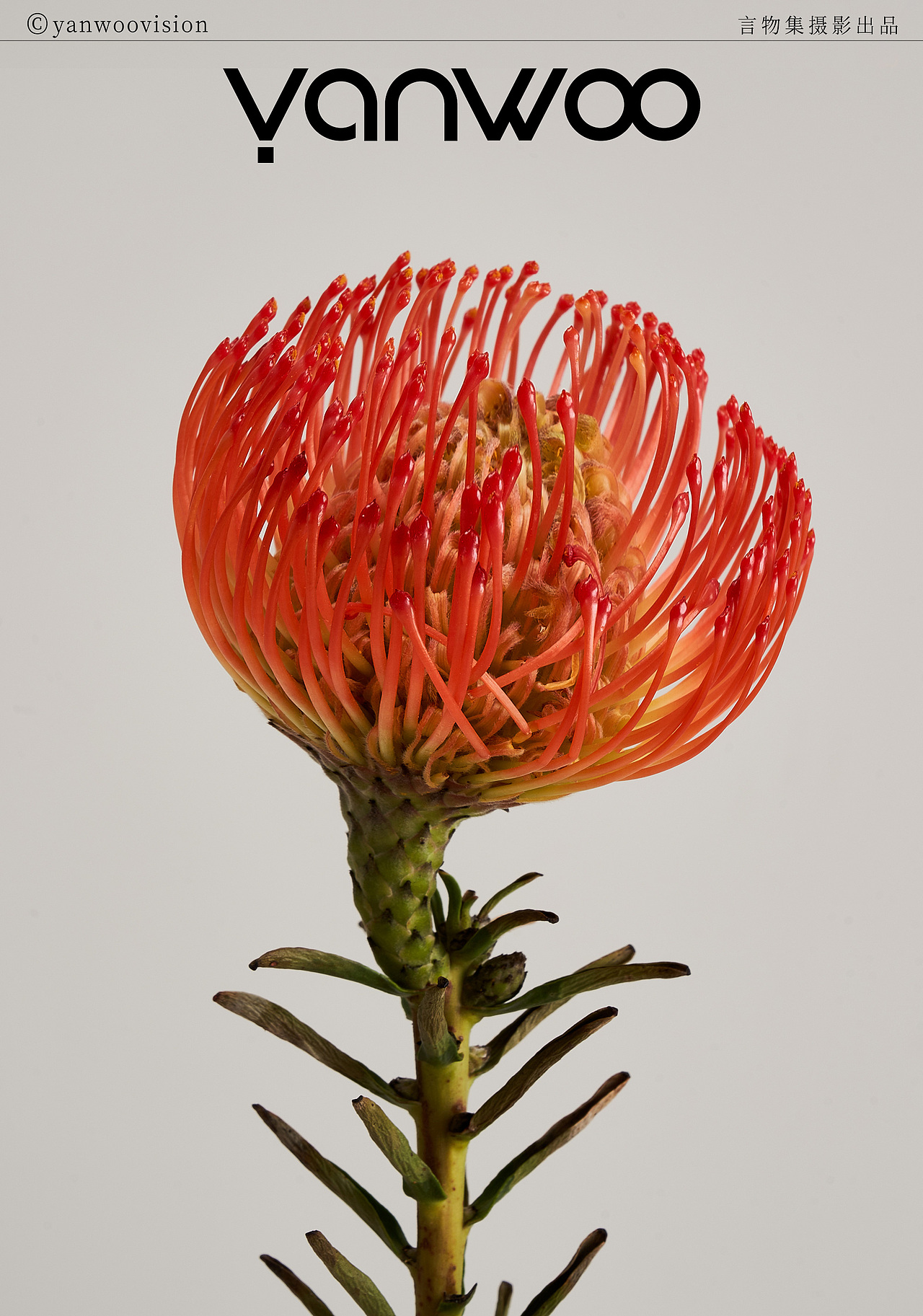 言物集 X HBN | 品牌调性全案美妆产品护肤品拍摄杭州