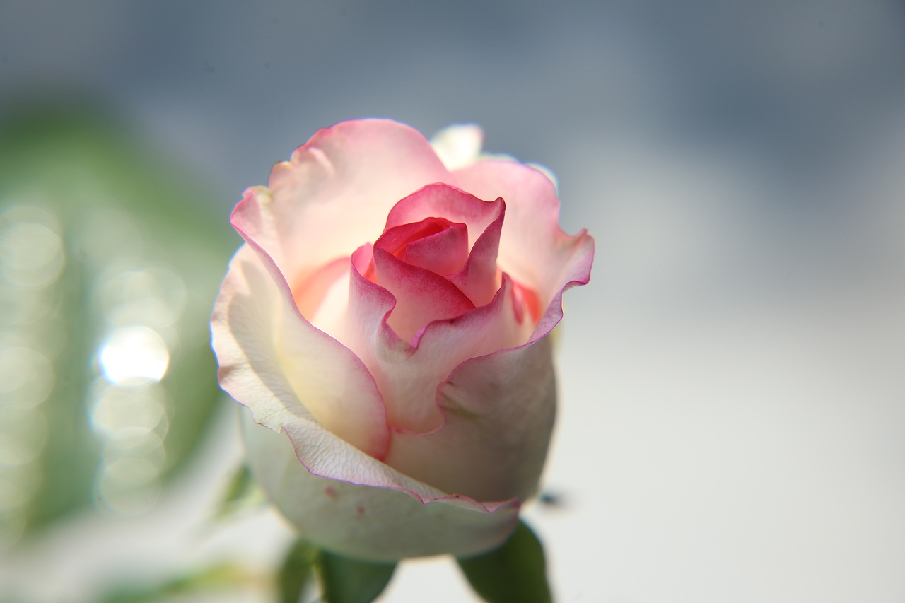 春花