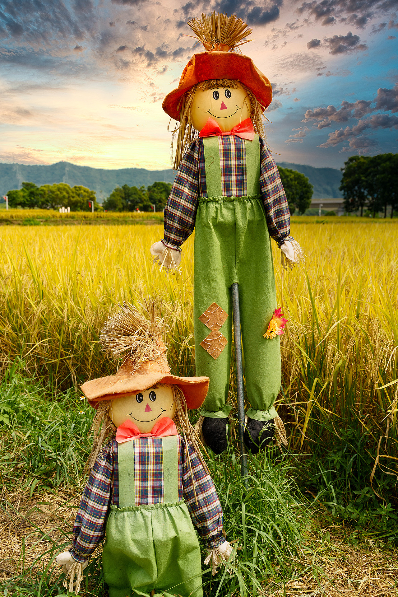 深圳光明小镇欢乐田园稻田