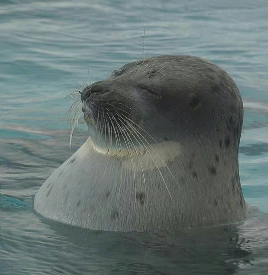 《六角恐龙拜师记》（图ZMzE1MTgyMTIw） - 短篇/格漫 - 站酷设计师瓜里瓜里瓜里原创素材 - 站酷ZCOOL