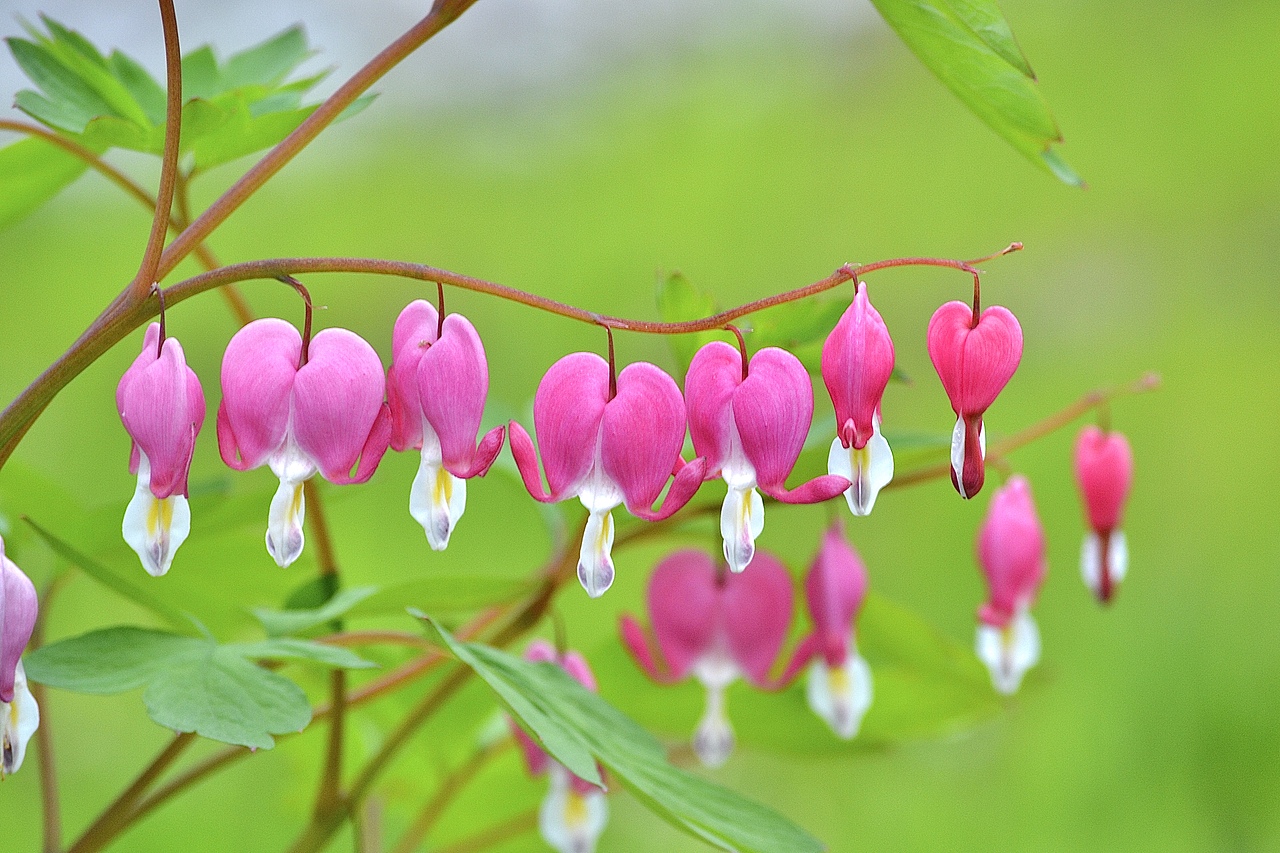 bleeding heart (荷包牡丹)